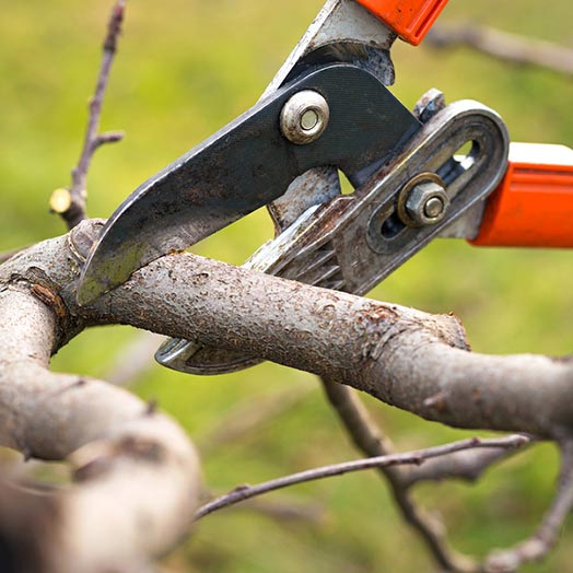 Professional pruning Essex, Suffolk and Hertfordshire