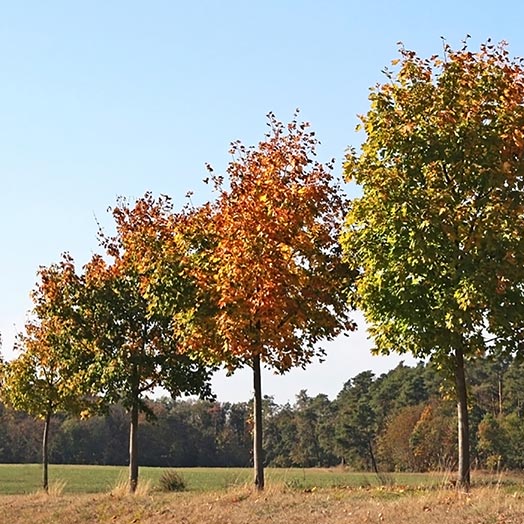 Tree planting Essex, Suffolk and Hertfordshire