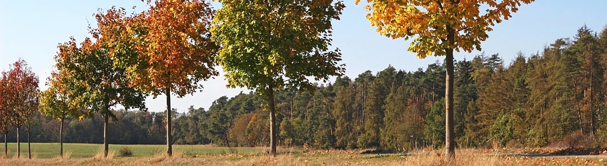 Tree Planting and Supplying Essex, Suffolk and Hertfordshire